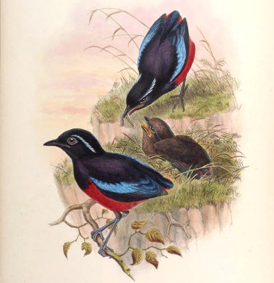 Pitta ussheri = Erythropitta ussheri von John Gould